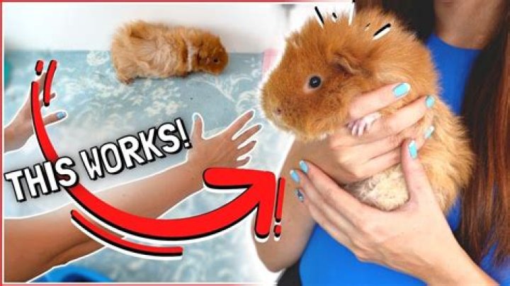 How many toys should a guinea pig have?