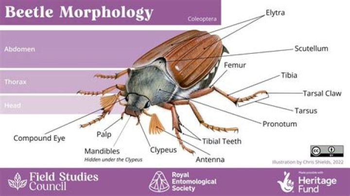 How many wings do Coleoptera have?