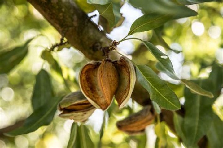How many years does an almond tree produce?