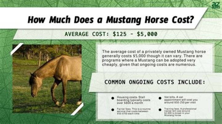 How much do dancing horses cost?