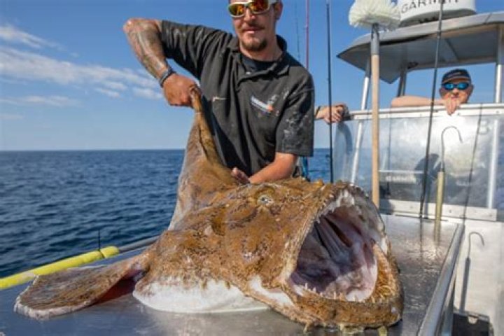 How much do monkfish heal?