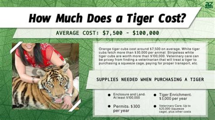 How Much Does a Tiger tank cost?