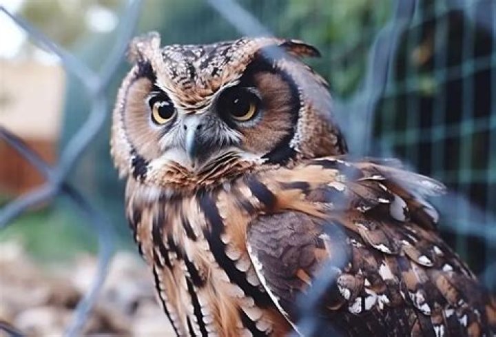 How much does it cost to own an owl?