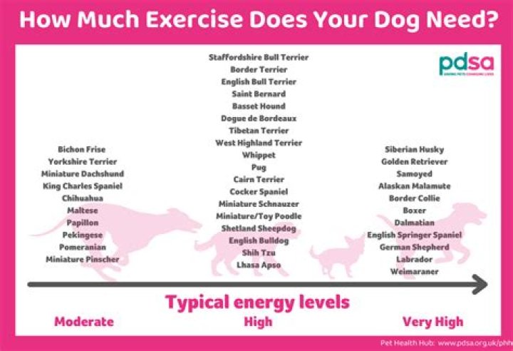 How much exercise does a 12 year old Jack Russell need?