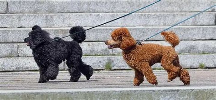 How much walking does a Poodle need?