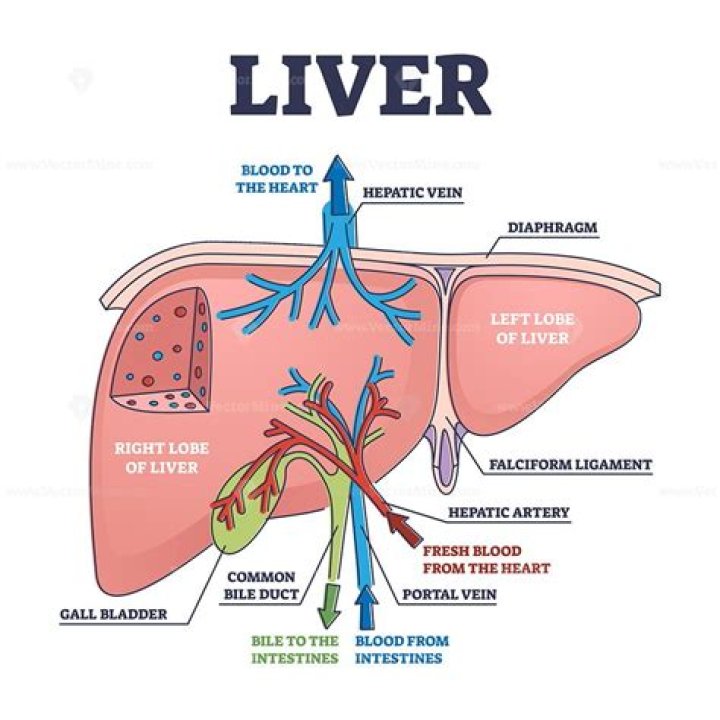 How often does your liver replace itself?