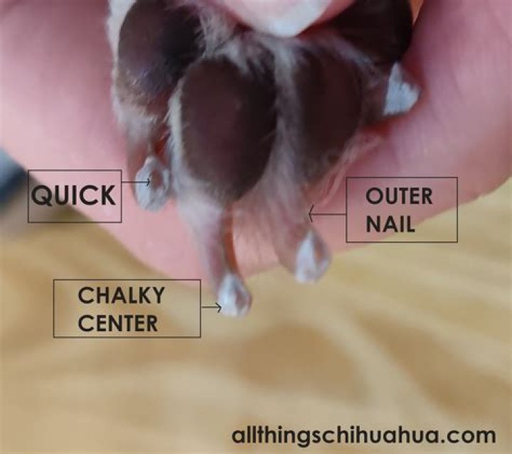 How often should I cut my dog's nails?