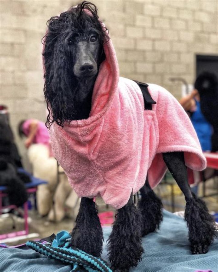 How often should you bathe a Standard Poodle?
