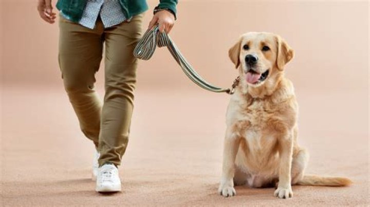 How often should you take your dog out?