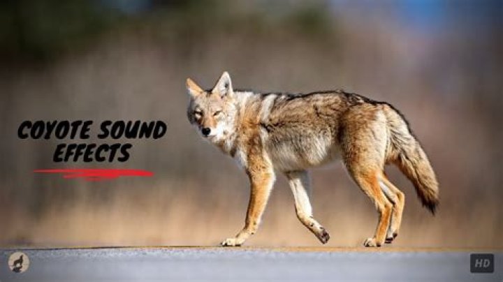 How often should you use a coyote call?