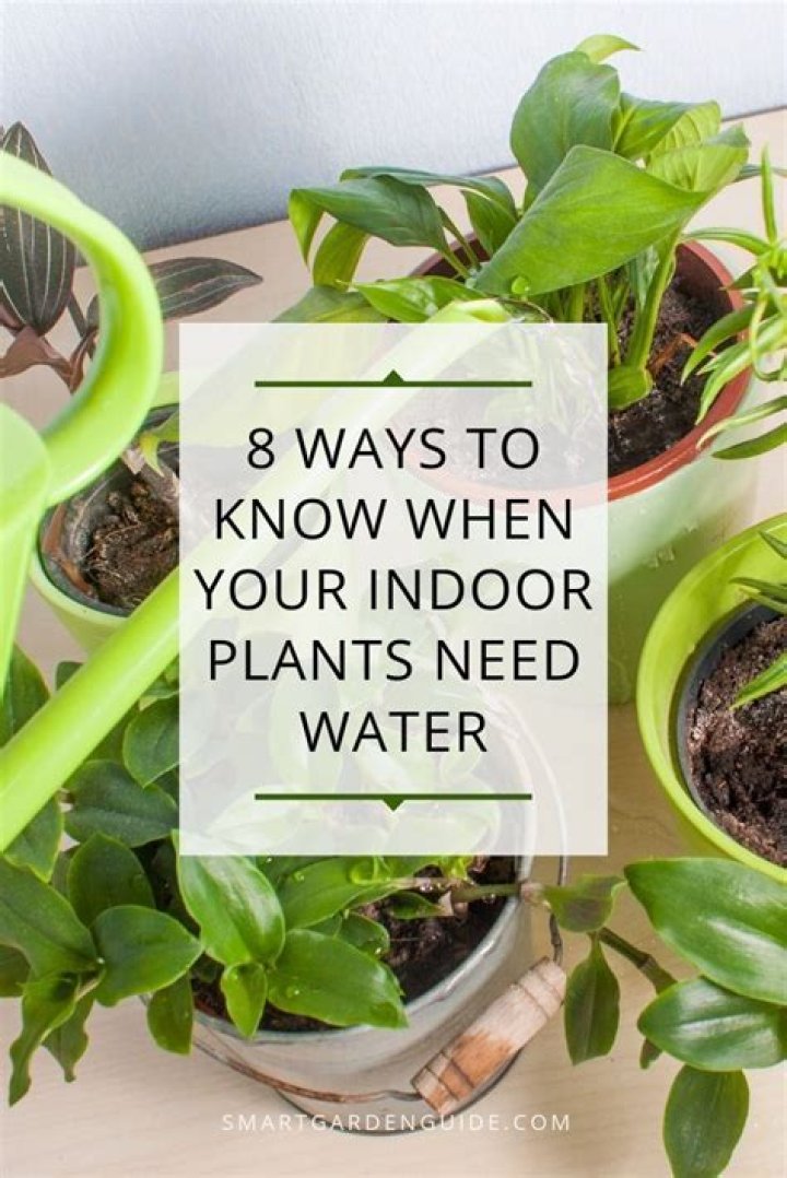 How often should you water indoor hanging plants?