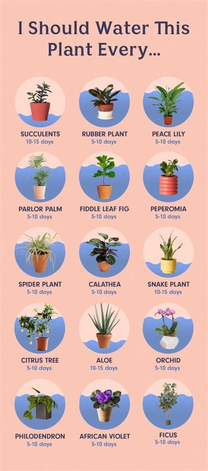 How often should you water potted plants?
