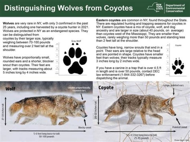 How old is a coyote pup?