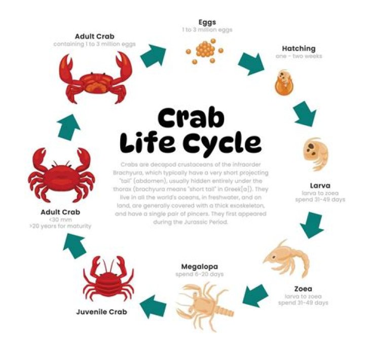 How rare is crab egg in islands?