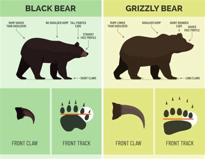 How smart are black bears?