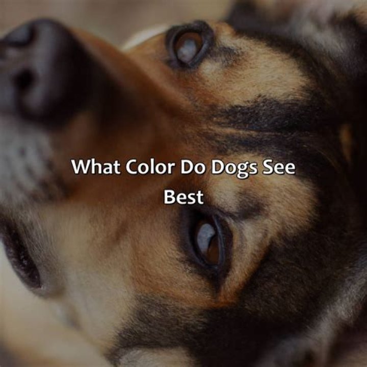 In what color do dogs see?