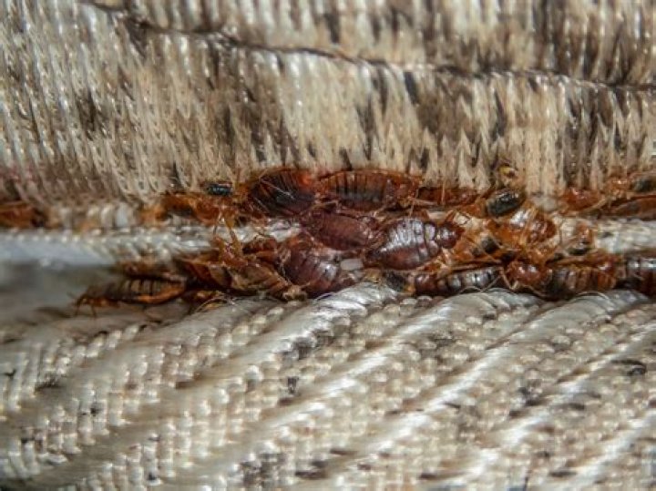 Is a bed bug infestation obvious?