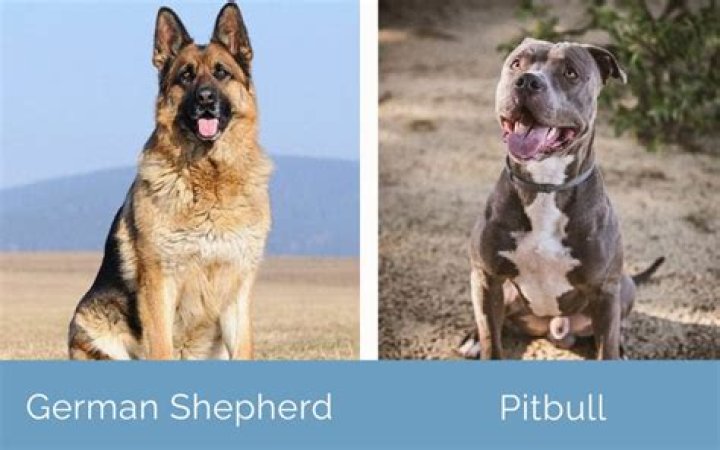 Is a German Shepherd stronger than a pitbull?