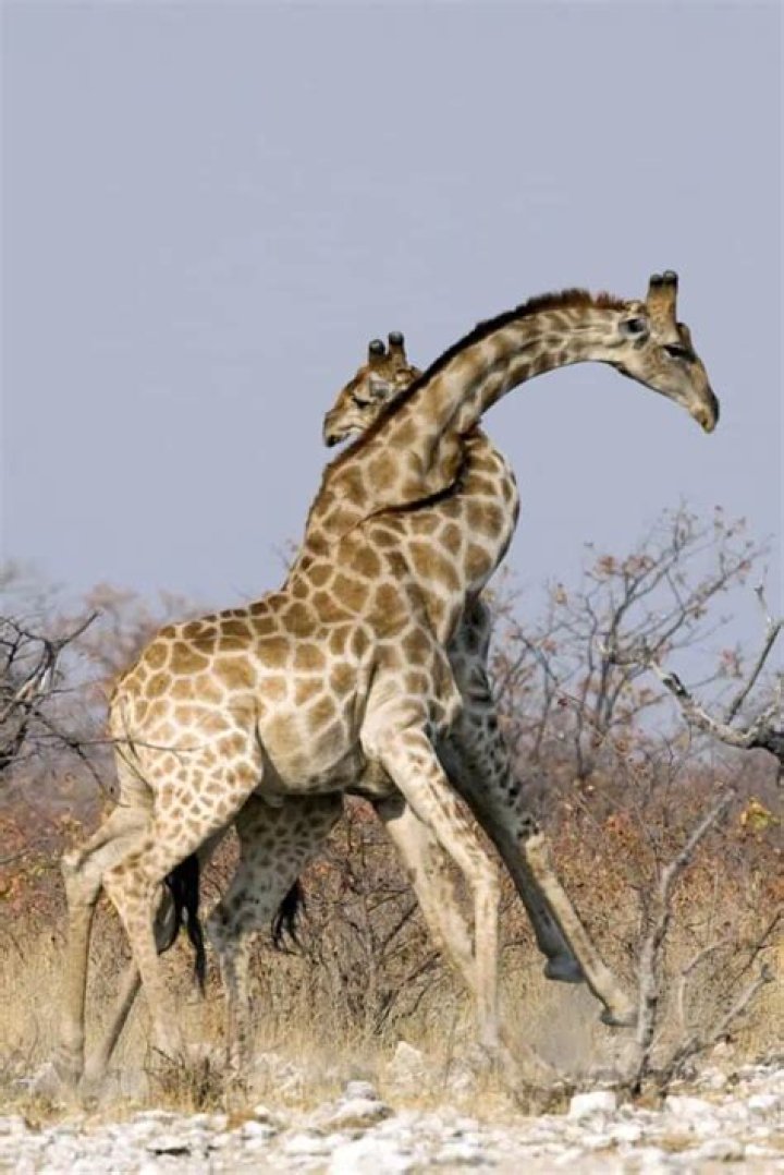 Is a giraffe worth a shadow dragon?