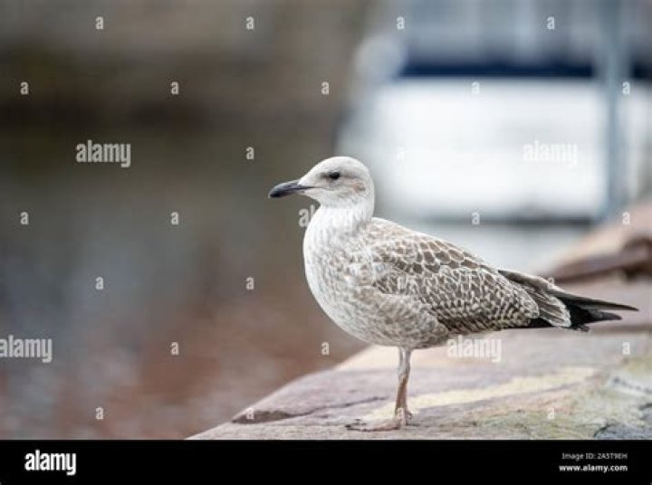 Is a Seahawk a seagull?