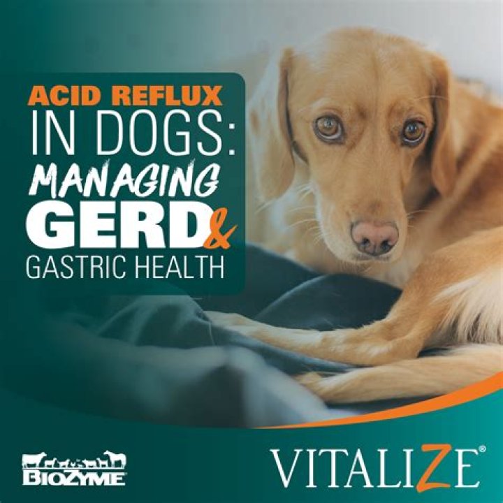 Is acid reflux curable in dogs?