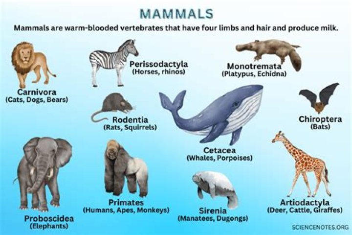 Is all mammal milk the same?
