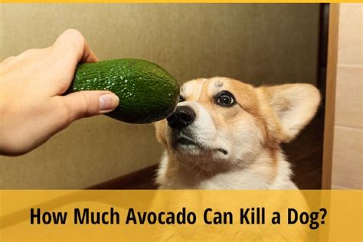 Is avocado poisonous to dogs?