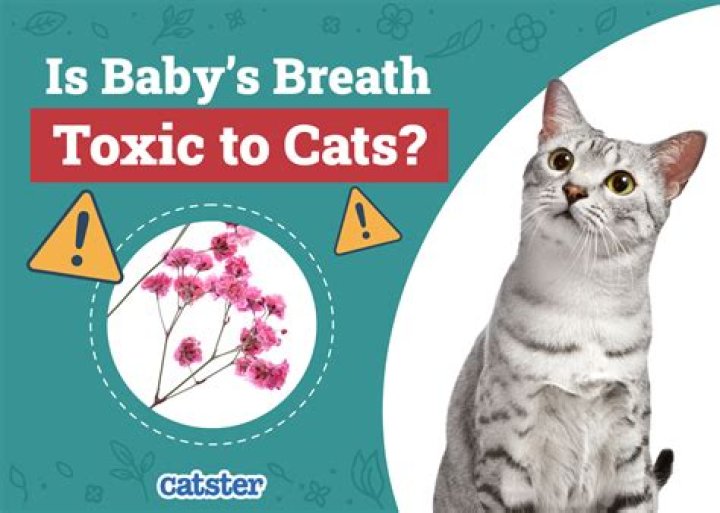 Is baby's breath toxic to birds?