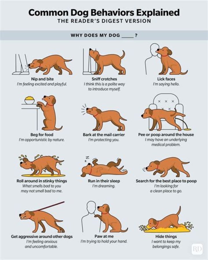 Is beef hard for dogs to digest?