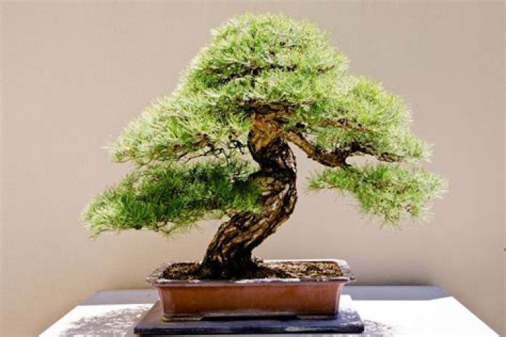 Is Bonsai cruel?
