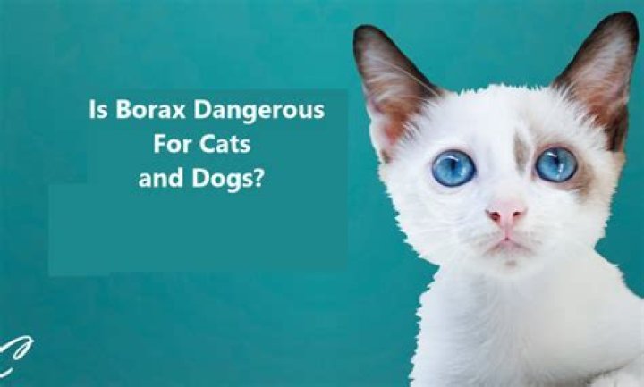 Is borax toxic to cats?