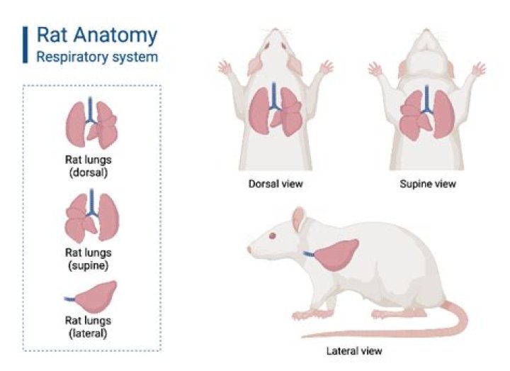 Is breathing rat urine harmful?