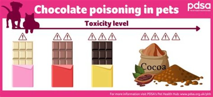 Is chocolate poisonous to cats?