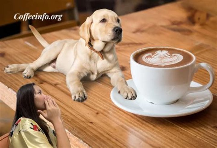 Is coffee bad for dogs?