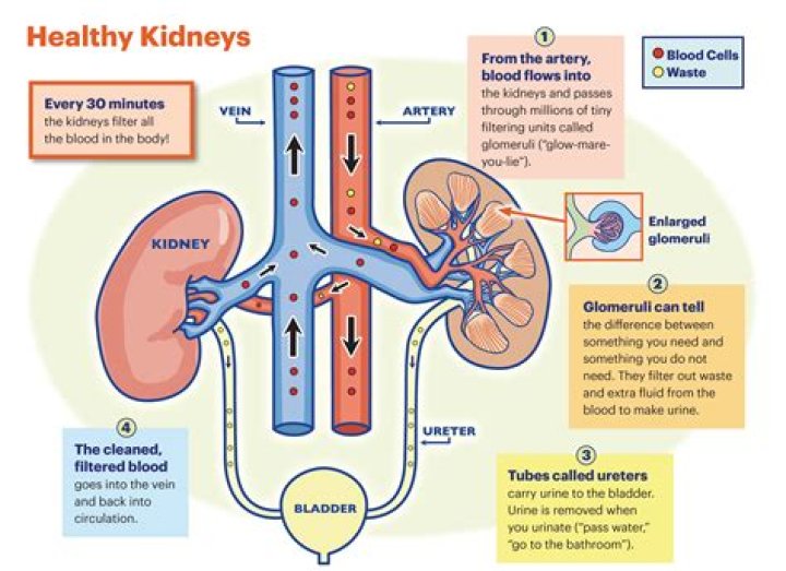 Is coffee hard on your kidneys?