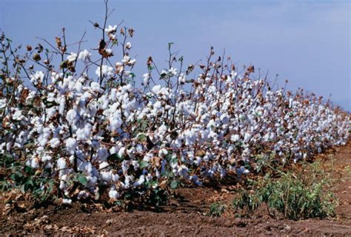 Is cotton a plant?