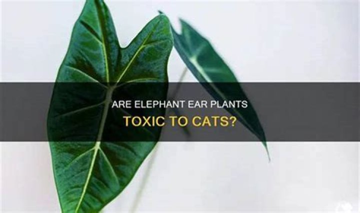 Is Elephant ear toxic to cats?