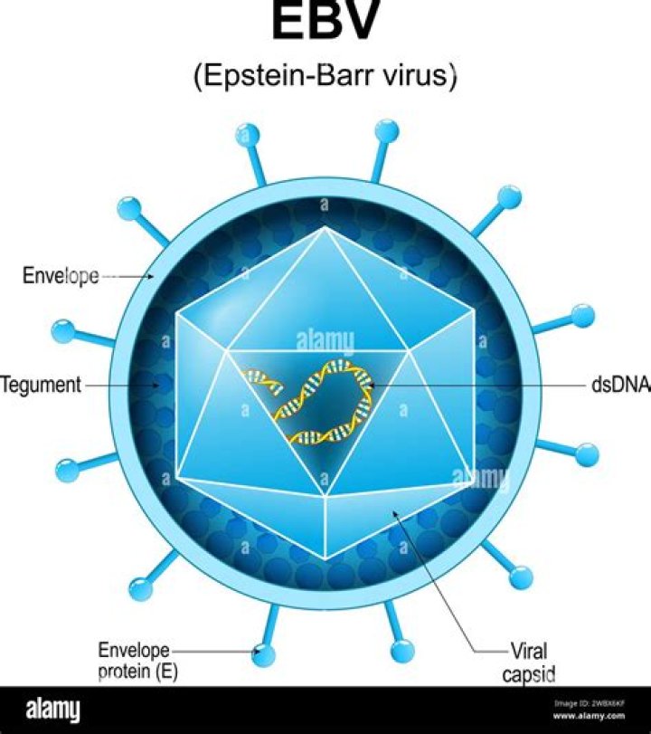 Is Epstein Barr an STD?