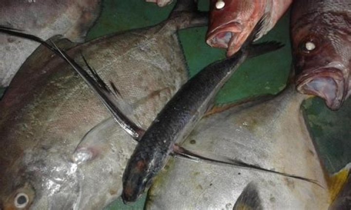 Is Flying Fish edible?