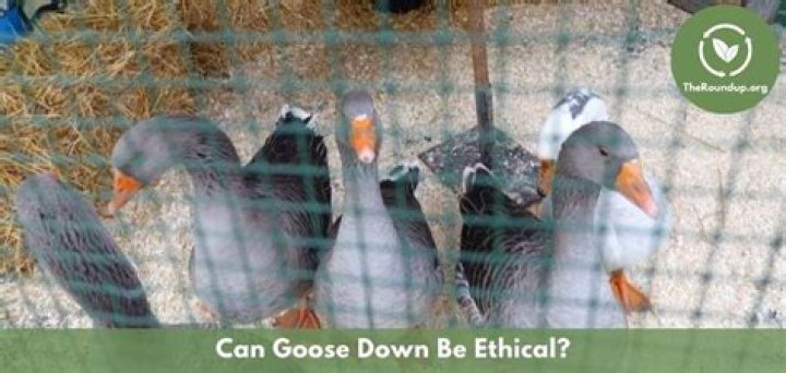 Is goose down ethical?
