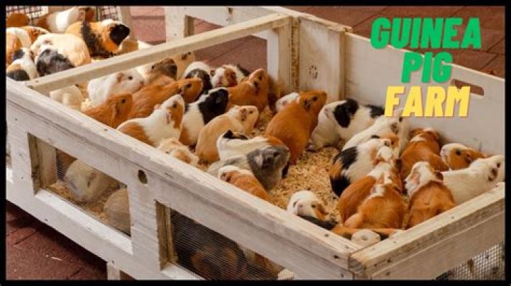 Is guinea pig meat red or white?