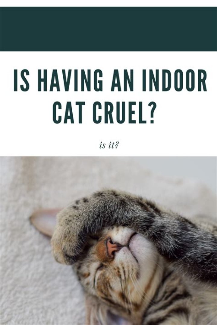 Is having an indoor cat cruel?