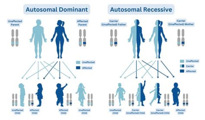 Is hazel dominant or recessive?