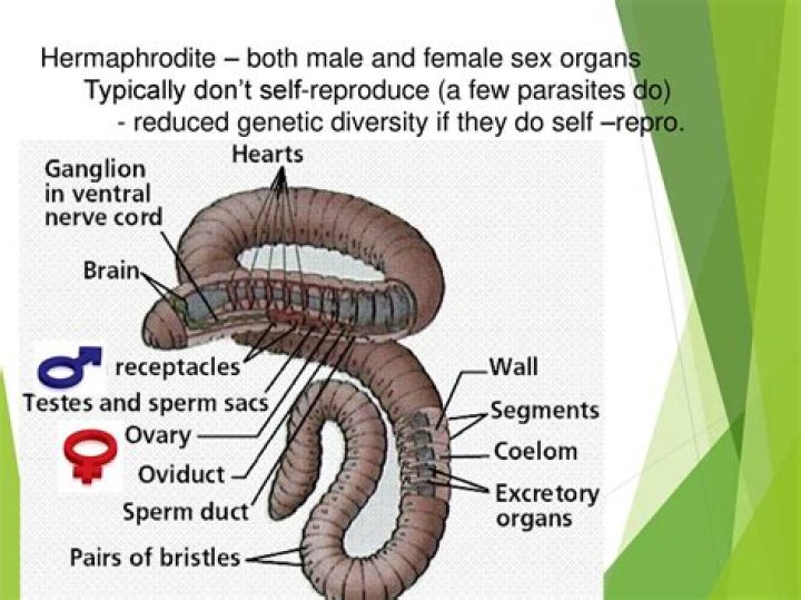 Is hermaphrodite genetic?