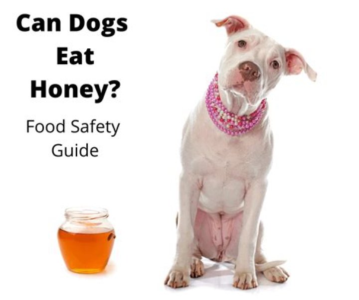 Is honey bad for dogs?