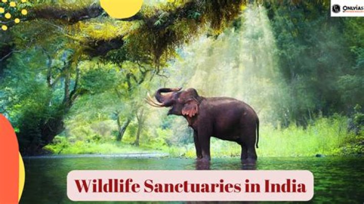 Is India good for wildlife?