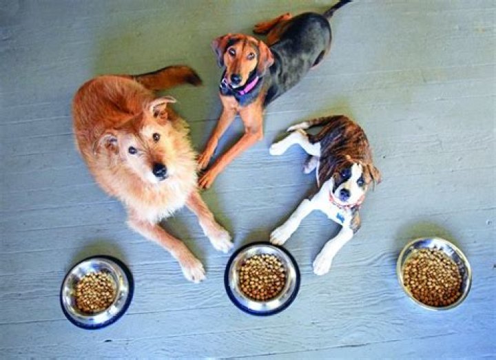 Is it better to free feed your dog?
