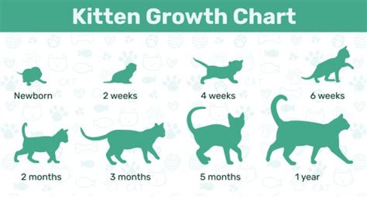 Is it better to get a kitten or an older cat?