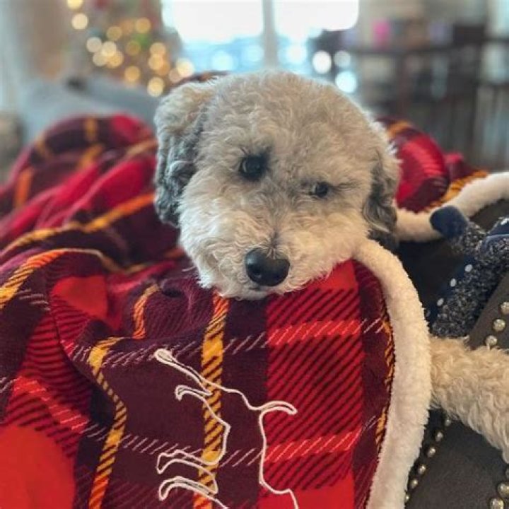 Is it better to have 2 dogs of the same gender?