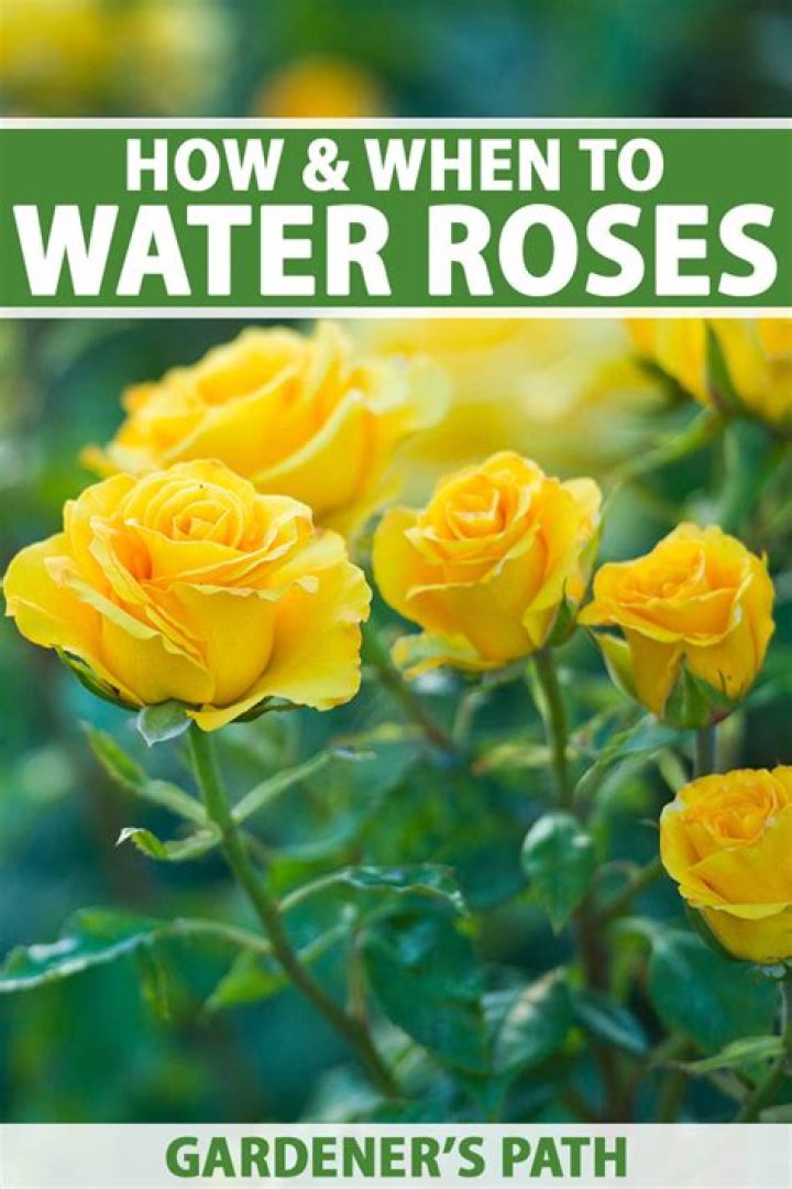 Is it better to water roses in the morning or evening?
